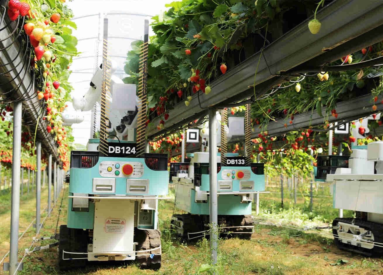 Dogtooth Strawberry Picker