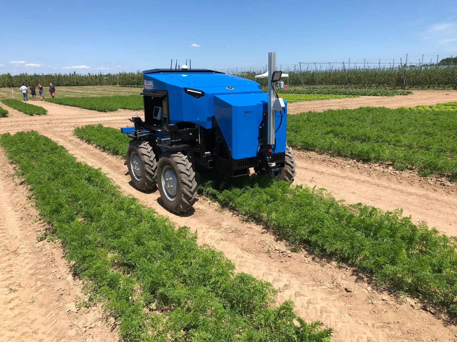 Carré ANATIS weeding carrots