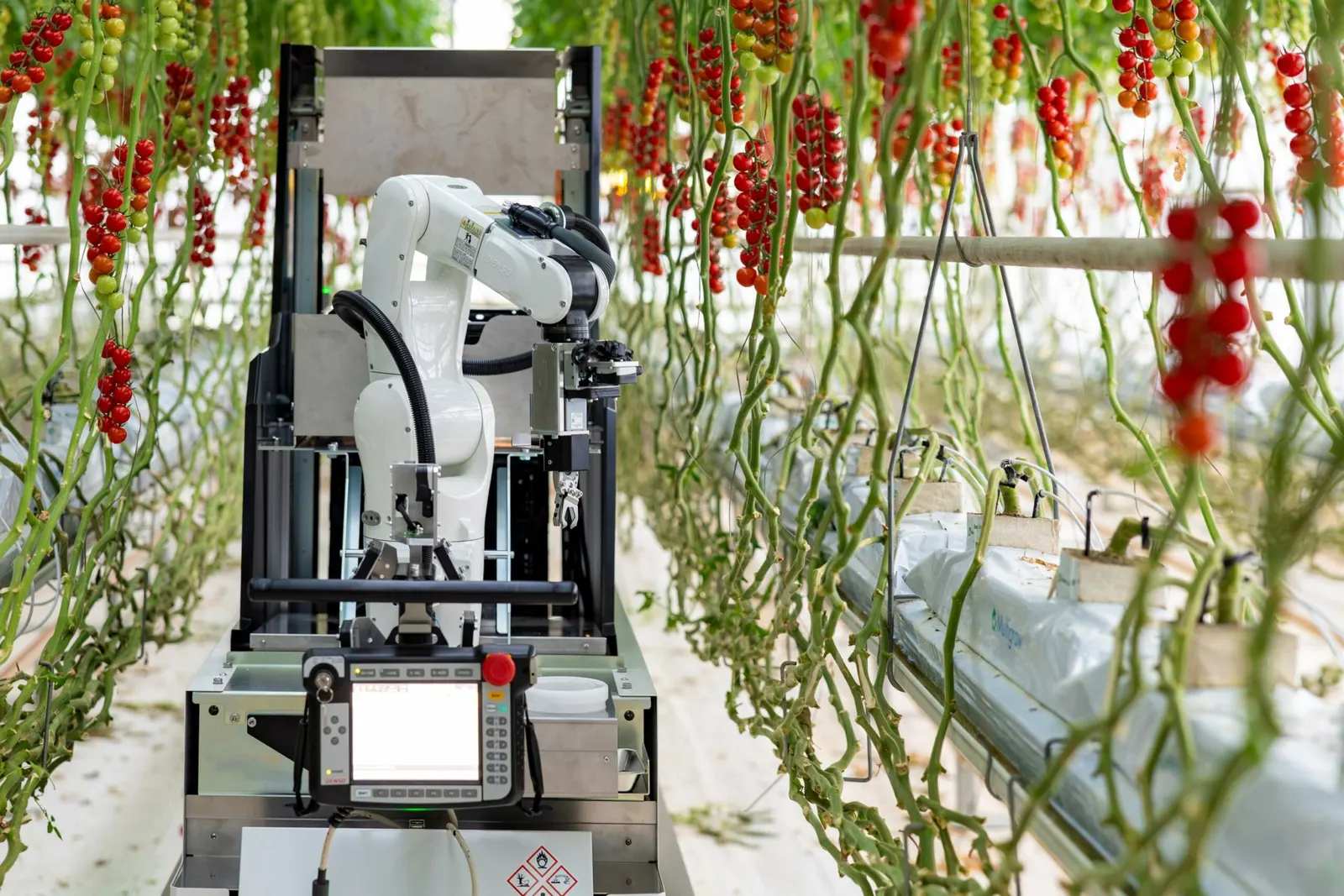 Certhon Artemy harvest robot