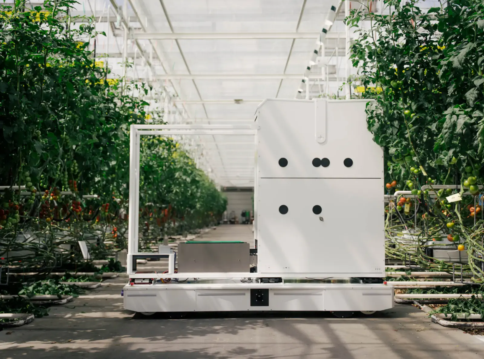 eternal.ag Harvester platform in a greenhouse aisle