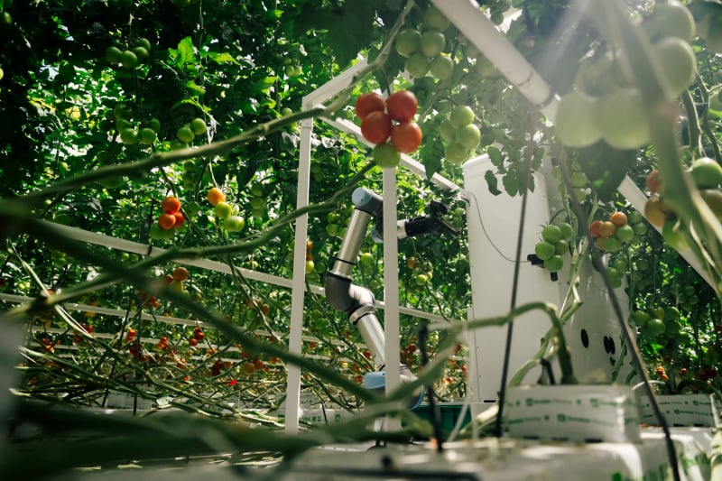 eternal.ag Harvester among truss tomatoes in a greenhouse