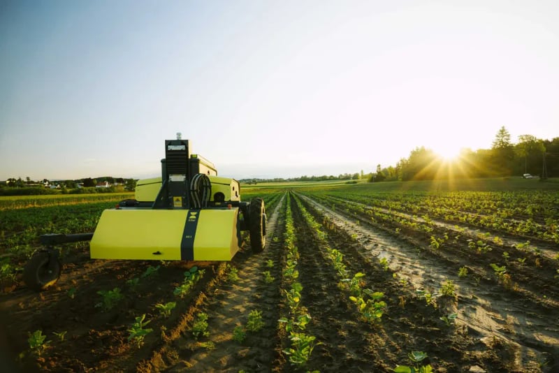 Kilter AX-1 weeding robot in a vegetable field