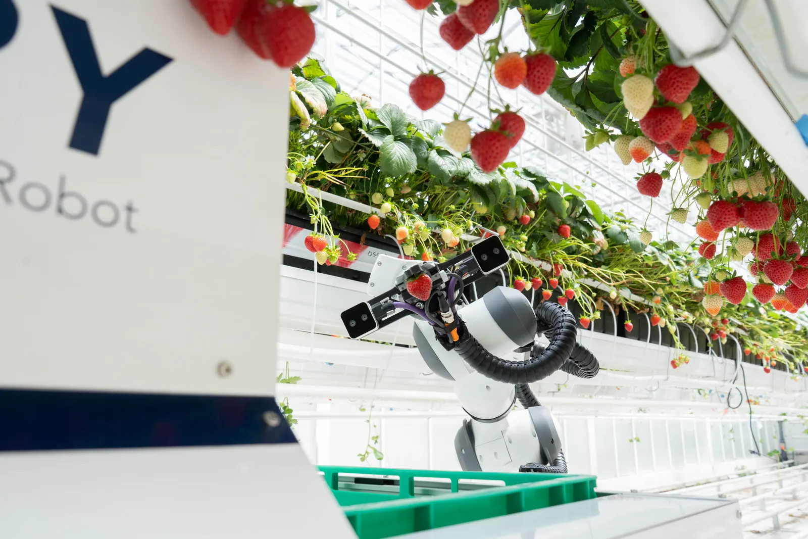 Organifarms BERRY strawberry harvester