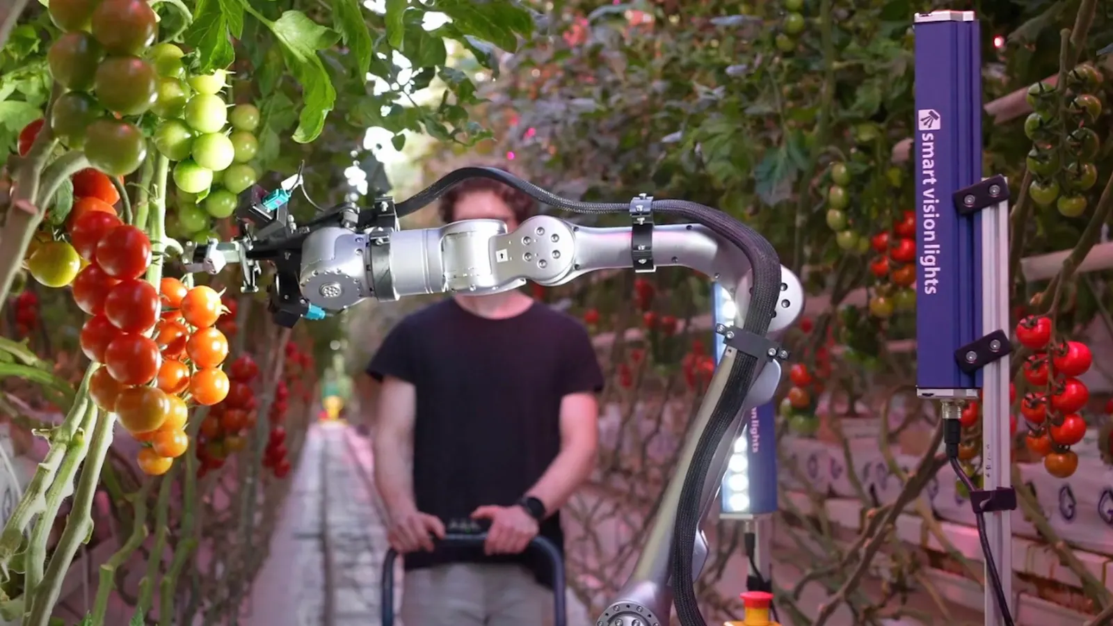 Polybot Truss Tomato Harvester