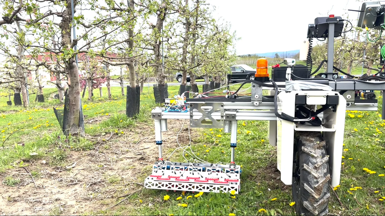 Rootline weeding robot in an orchard