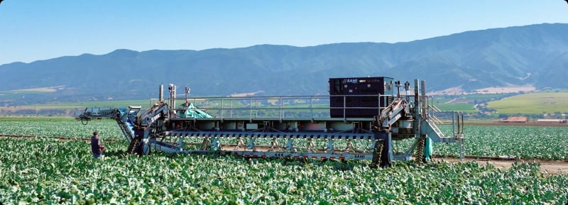 Sami Robotics SAMI harvester in a lettuce field
